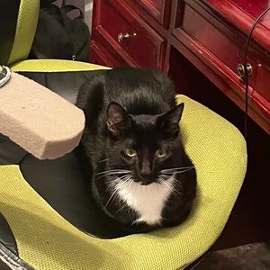 Meet your Posher, Cameron